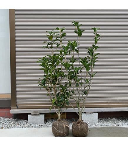 Amazon.co.jp: シマトネリコ 7本以上の株立ち 140 常緑樹 : DIY・工具
